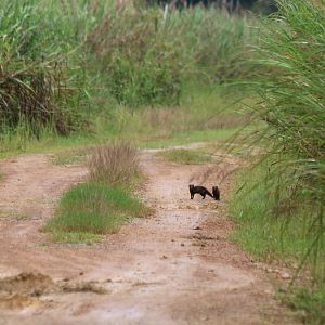 Small Asian Mongooses on the Path - Cat Tien