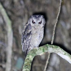 Collared Scops-owl - Cat Tien