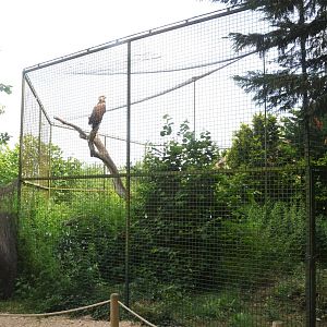 White-tailed Eagle Enclosure at Haute-Touche, 14/06/18