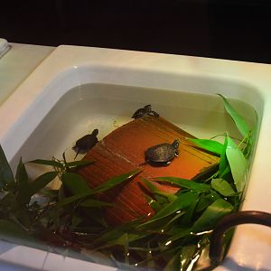 European Pond Terrapin Rearing Area at Haute-Touche, 14/06/18