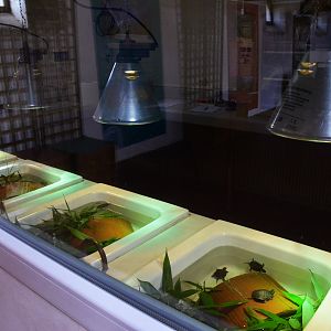 European Pond Terrapin Rearing Area at Haute-Touche, 14/06/18