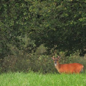 Indian Muntjac at Haute-Touche, 14/06/18