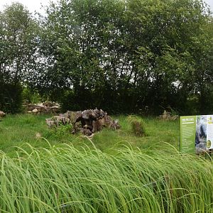 Indian Crested Porcupine Enclosure at Haute-Touche, 14/06/18