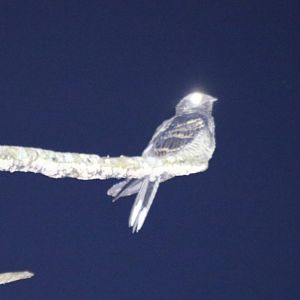 Large-tailed Nightjar - Cat Tien