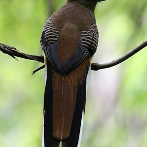 Orange-breasted Trogon - Cat Tien