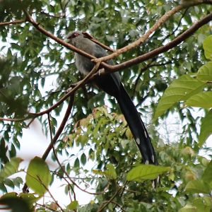 Green-billed Malkoha - Cat Tien