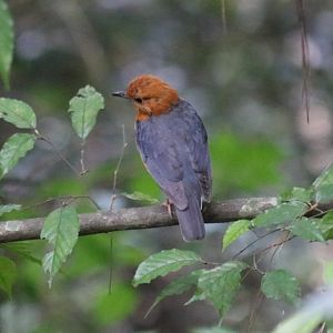 Orange-headed Thrush - Datanla