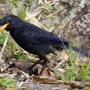Blue Whistling Thrush - Datanla