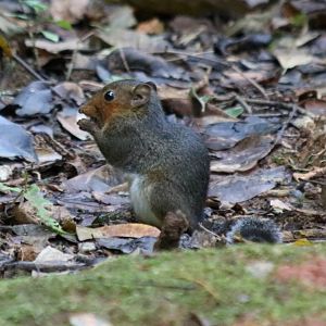 Red-cheeked Squirrel - Datanla