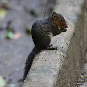 Red-cheeked Squirrel - Datanla