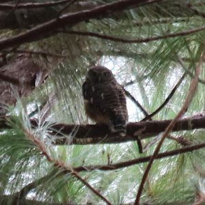 Asian Barred Owlet - Mount Lang Biang