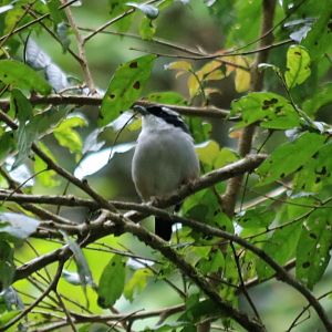 Dalat Shrike-babbler - Mount Lang Biang