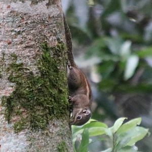 Eastern (Maritime) Striped Squirrel - Mount Lang Biang