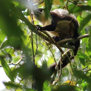 Black Giant Squirrel - Mount Lang Biang