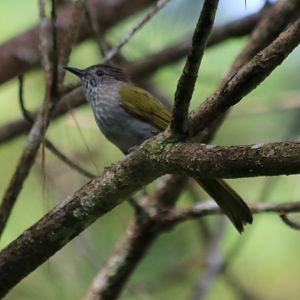 Mountain Bulbul - Da Tien