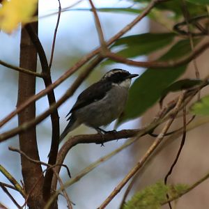 Grey Bushchat - Da Tien