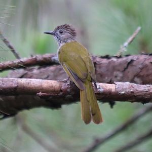 Mountain Bulbul - Da Tien