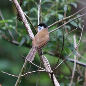 Black-capped Parrotbill - Da Tien