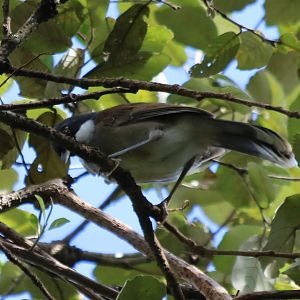 White-cheeked Laughingthrush - Da Tien