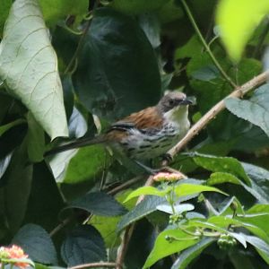 Local Endemic Grey-crowned Crocias - Da Tien