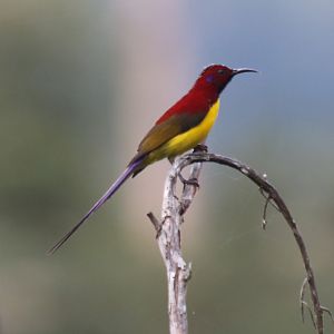 Mrs Gould's Sunbird - Da Tien