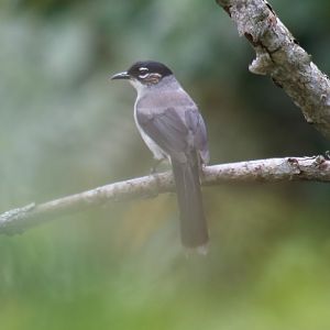 Black-headed Sibia - Da Tien