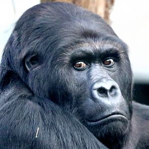Eastern gorilla; Antwerp; 8th September 2018