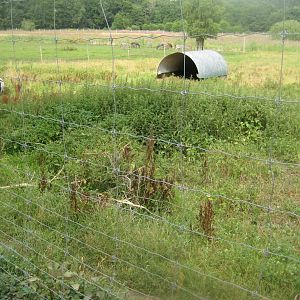 Ree Park - Goat exhibit
