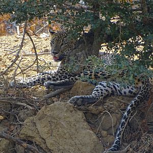 Sri Lanka leopard