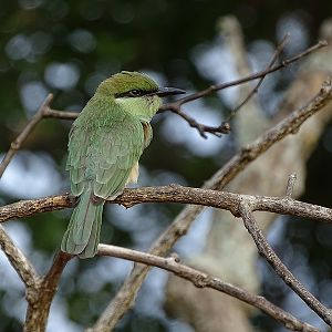 Green bee-eater