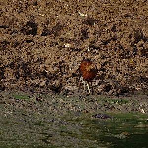 Sri Lanka Jungle fowl (female)