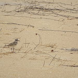 Kentish plover