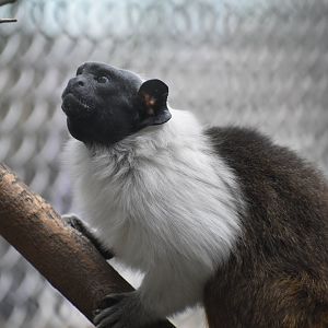 La Selva Amazonica - Pied Tamarin