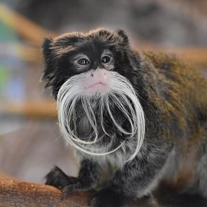 La Selva Amazonica - Emperor Tamarin