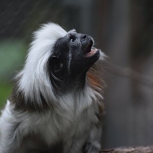 La Selva Amazonica - Cotton-top Tamarin
