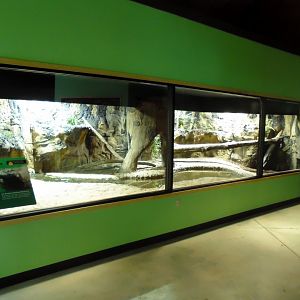 2013 - Indoor Komodo Dragon Exhibit