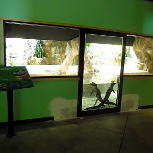 2013 - Chinese Alligator Exhibit