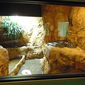 2013 - Burmese Python Exhibit