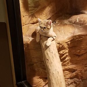 Sand Cat