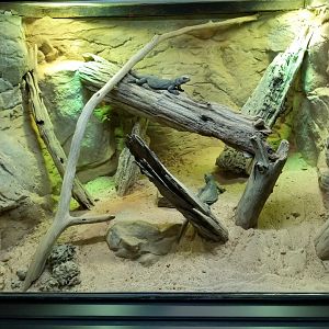 Chuckwalla Exhibit