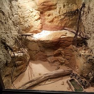 Banded Rock Rattlesnake Exhibit