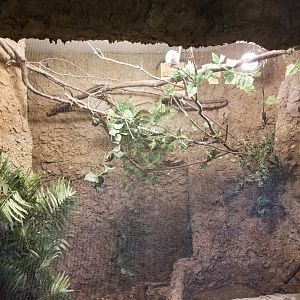 Bali Mynah Exhibit