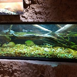 Juvenile Tomistoma Exhibit