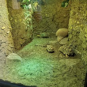 Indian Star Tortoise + Elongated Tortoise Exhibit