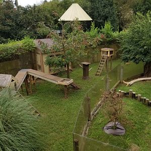 Red Panda Exhibit + Forsten's Tortoise Exhibit