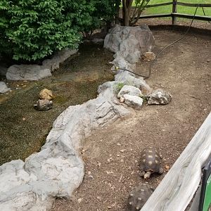 Red-footed Tortoise Exhibit