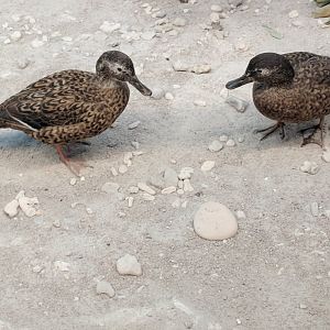 Laysan duck (Anas laysanensis)