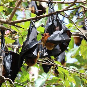 Lyle's Flying Foxes - Wat Pho Bang Khla