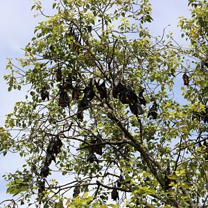 Lyle's Flying Foxes - Wat Pho Bang Khla