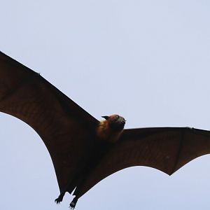 Lyle's Flying Fox - Wat Pho Bang Khla